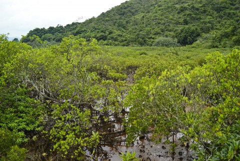 紅樹林 Mangrove