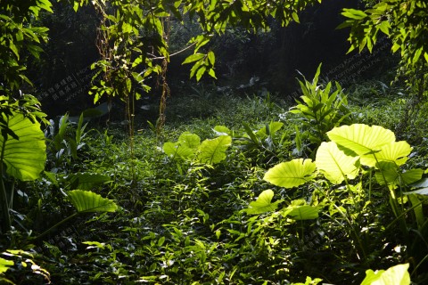 淡水濕地 Freshwater wetland