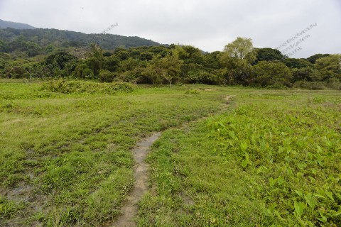 棄耕農田 Abandoned farmland