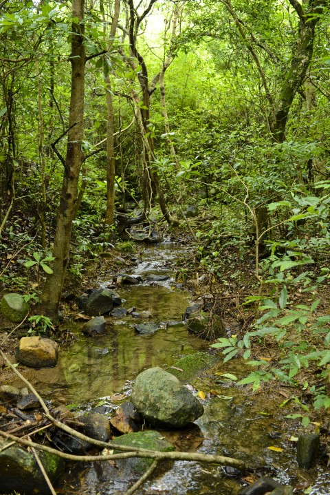 淡水河溪 Freshwater stream