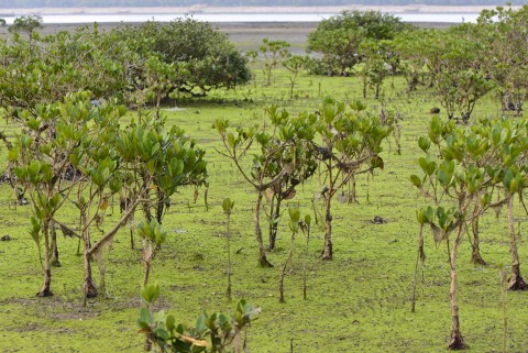 紅樹林 Mangrove