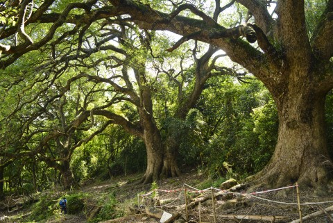 村後巨樟樹 Giant Camphor Tree behind village