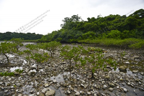 紅樹林 Mangrove