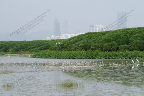 后海灣泥灘 Deep Bay Mudflat