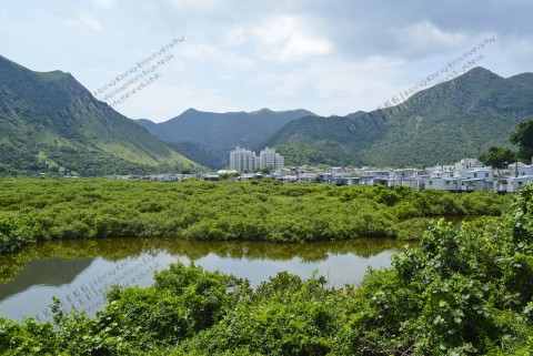 紅樹林 Mangrove