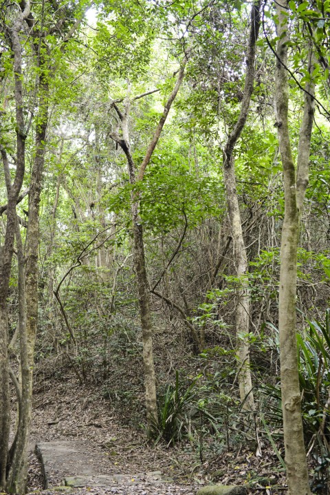 次生林 Secondary forest