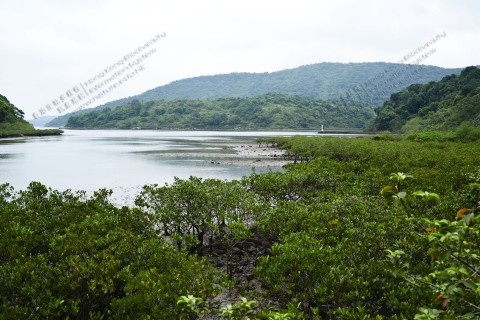 紅樹林 Mangrove