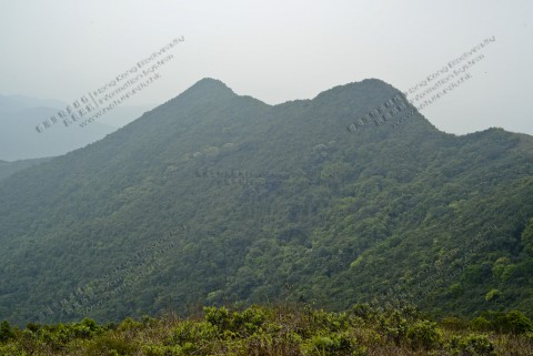 次生林 Secondary forest