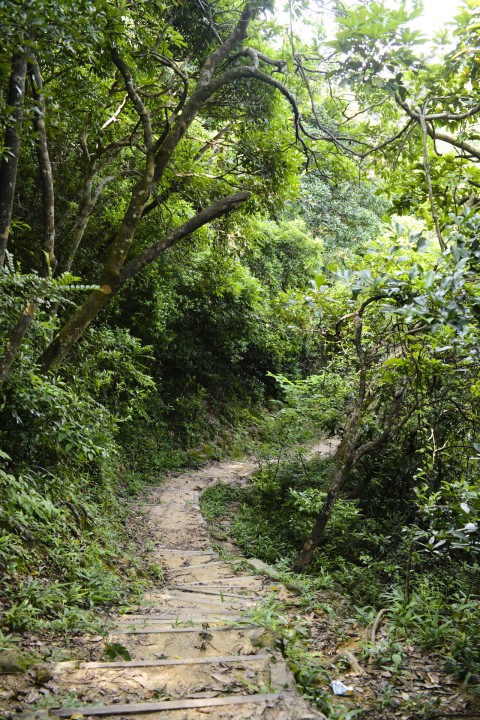 次生林 Secondary forest