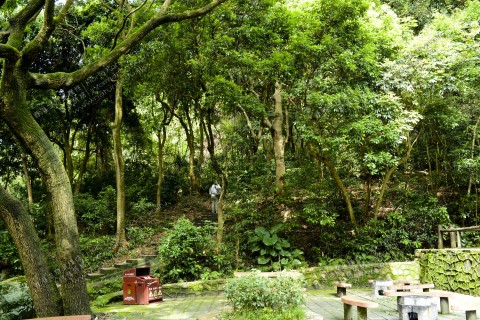 次生林 Secondary forest