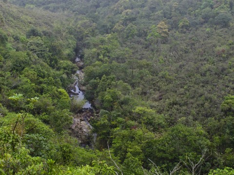 淡水河溪及灌木叢 Freshwater stream and shrubland