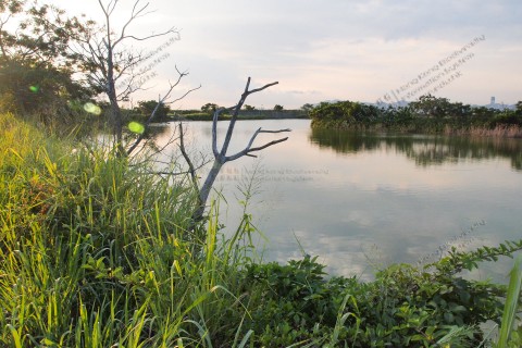 淡水濕地 Freshwater wetland