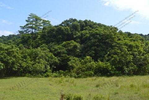 淡水濕地 Freshwater wetland