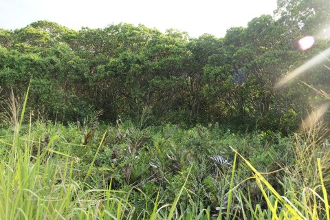 紅樹林 Mangrove