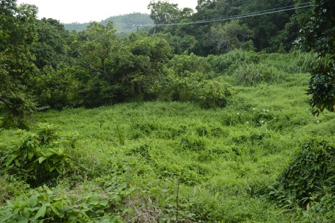 棄耕農田 Abandoned farmland