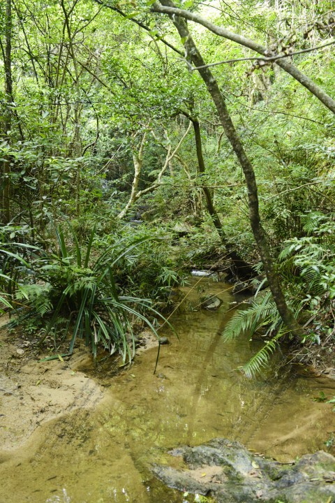 淡水河溪 Freshwater Stream