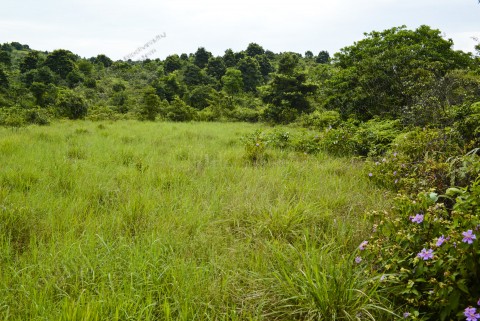 淡水濕地 Freshwater wetland