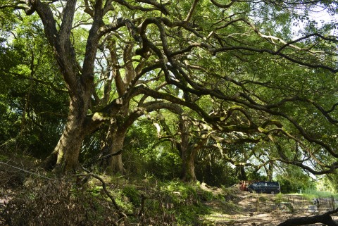 風水林 Fung Shui Woods