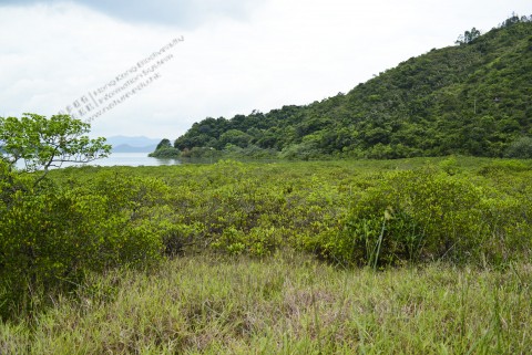 紅樹林 Mangrove