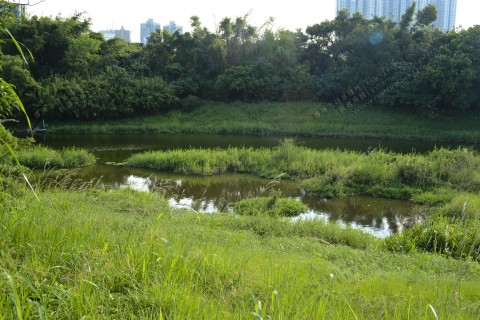 淡水濕地 Freshwater wetland