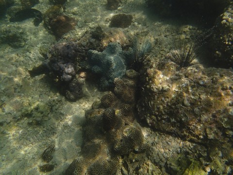 珊瑚群落 Coral communities