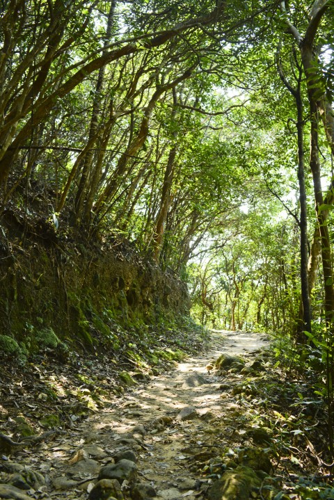 次生林 Secondary forest