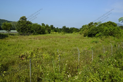 荒廢農田 Abandoned farmland