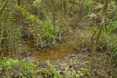 淡水濕地 Freshwater wetland