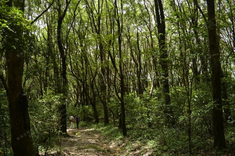 植林 Plantation