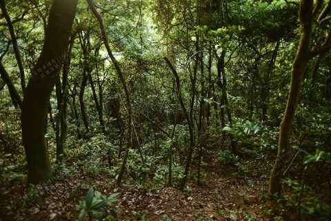 次生林 Secondary forest