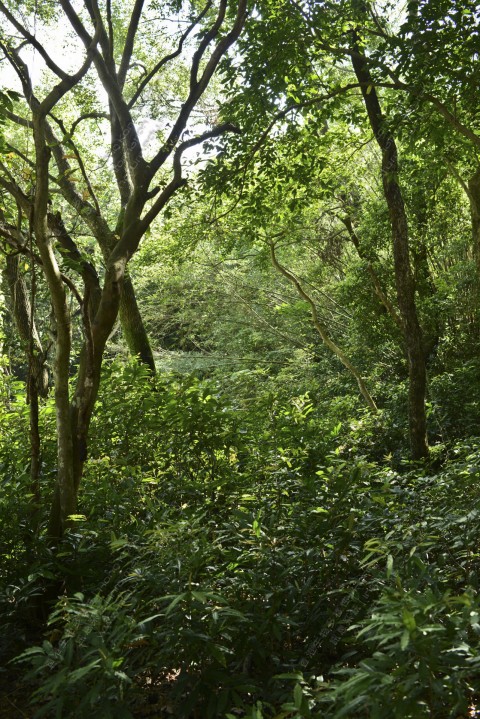 次生林 Secondary forest